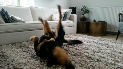 Wilt u een kleed reinigen?